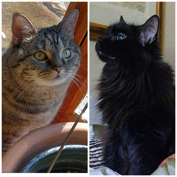 Meet your Posher, Cynthia - Picture 1 of 1